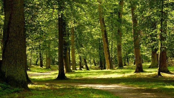 জলবায়ু পরিবর্তন রোধ ও বাস্তুতন্ত্র রক্ষা করতে পারে শতাব্দী প্রাচীন গাছগুলো, সংরক্ষণের দাবি বিজ্ঞানীদের