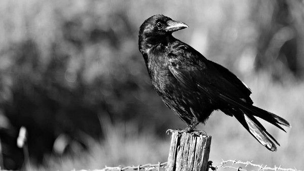 মাথায় কাকের ঠোকর খেলে সাবধান!‌ বড়সড় বিপদের সঙ্কেত হতে পারে এটি