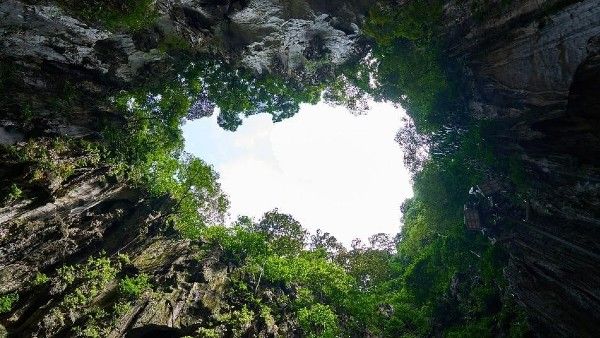 সিঙ্কহোলের মধ্যে আবিষ্কার লুকনো বন! প্রকৃতির অপার বিস্ময়ের হদিশ পেলেন বিজ্ঞানীরা