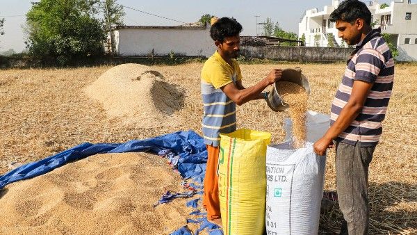 রপ্তানি বন্ধ করল ভারত, বিশ্বব্যাপী বাড়ছে গমের দাম