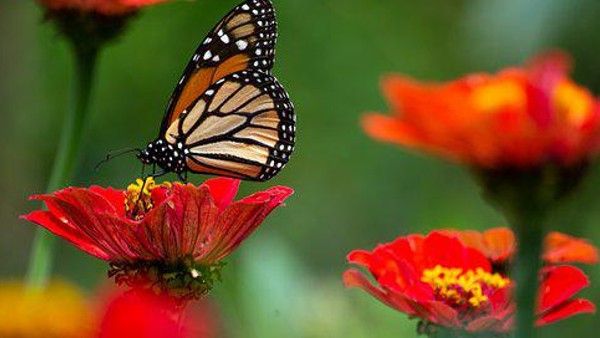 ভালো সময় আসার আগে পাওয়া যায় এই সঙ্কেতগুলি, আপনি কোনটা পাচ্ছেন দেখুন তো