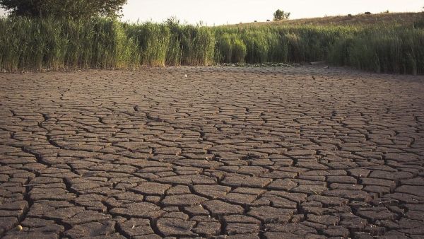 দেশে গমের ফলন কমে ২০ বছরের সর্বনিম্ন! জলবায়ু সংকটের প্রভাবে ঋণের ফাঁদ আঁকড়ে ধরছে কৃষকদের