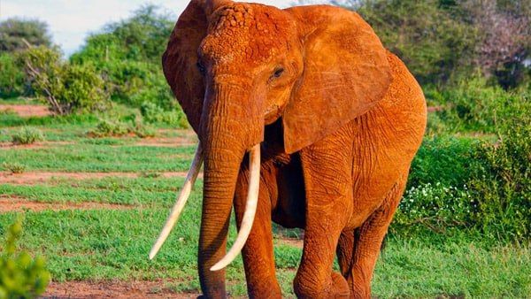 এশিয়ার দীর্ঘ দাঁতযুক্ত হাতি ভোগেশ্বর প্রয়াত, শোকের ছায়া পশুপ্রেমীদের মধ্যে