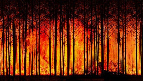 ইউরোপ থেকে আফ্রিকা, প্রবল তাপের জেরে দাবানলে পুড়ছে দেশ