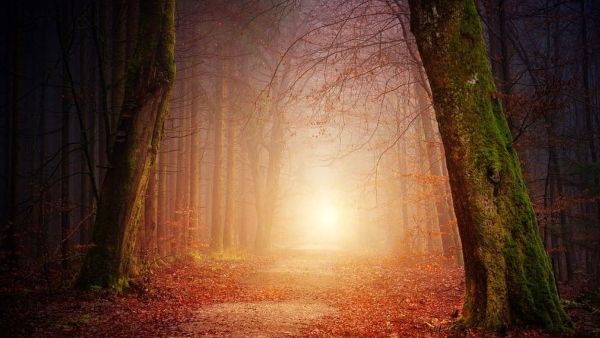 রাত নামলেই আলো ঝলমলে জঙ্গল, স্বর্গীয় সৌন্দর্যের উপলব্ধির সঙ্গে মিশে রয়েছে রহস্যও