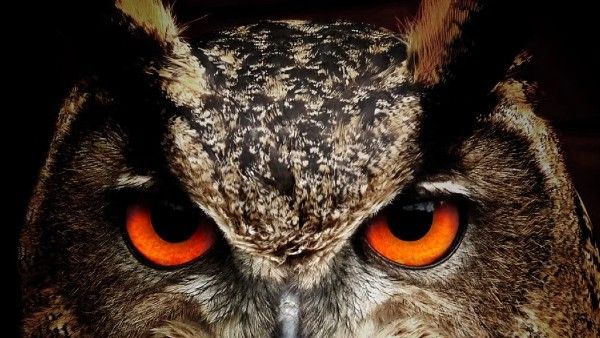 বাড়িতে অমঙ্গল রুখতে ভুলেও রাখবেন না এইসব জিনিস, নাহলে আসবে দুর্ভাগ্য