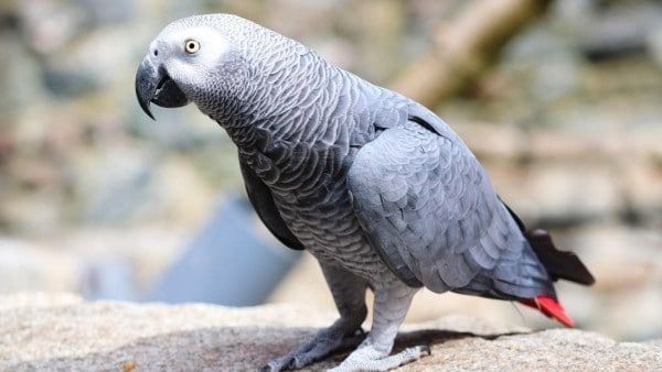 নিখোঁজ পোষ্য টিয়া খুঁজে দিতে পারলে মিলবে নগদ ৫০ হাজার, ঘোষণা কর্নাটক পরিবারের