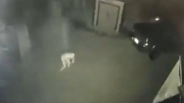 ভুতুড়ে ফ্যাকাশে এক প্রাণীর দেখা মিলল পৃথিবীতে, তবে কি এসে গেলেন ভিনগ্রহীরা