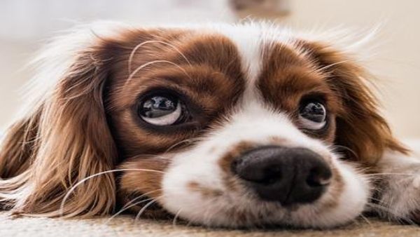 বাড়িতে কুকুর পোষা দারুণ শুভ, আপনার ওপর প্রসন্ন হবে এই তিন গ্রহ