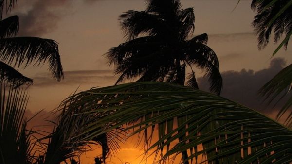 স্ত্রীয়ের সঙ্গে মনোমালিন্য, এক মাস ধরে ৮০ ফুট উচ্চতায় পাম গাছে বাসা বেঁধেছেন স্বামী