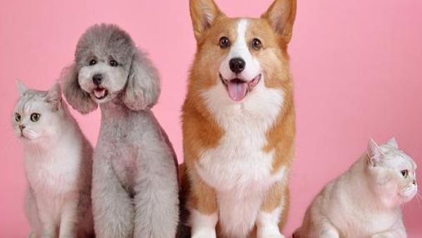 পশুপাখিদের সেবার মধ্যেই লুকিয়ে রয়েছে গ্রহ শান্তির উপায়, জেনে নিন কীভাবে