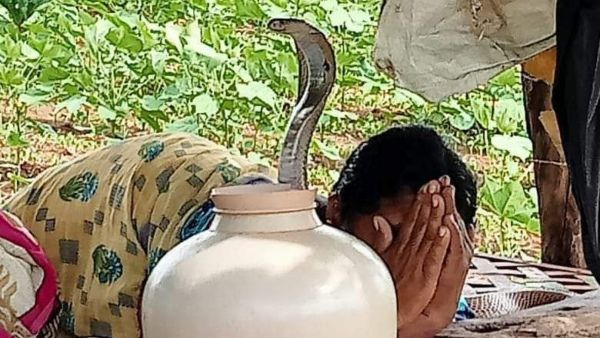 মাঠে ঘুমন্ত মহিলার পিঠে দাঁড়িয়ে গোখরো সাপ, হাড়হিম করা ভিডিও ভাইরাল সোশ্যাল মিডিয়ায়