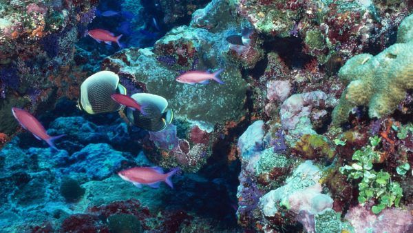 ৪০০০ ফুট উচ্চতার প্রবাল প্রাচীর ছিল অস্ট্রেলিয়ার মরুভূমিতে! বিজ্ঞানীদের নয়া আবিষ্কারে চাঞ্চল্য