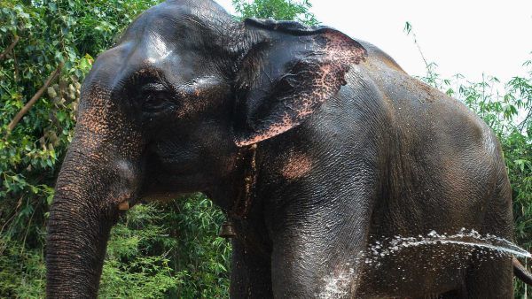 তামিলনাড়ুর মন্দিরে অসমের হাতি জয়মালাকে 'নির্যাতন', হইচই নেট দুনিয়ায়