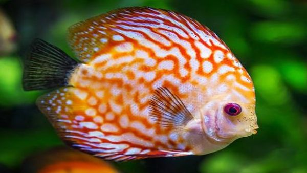 স্বপ্নে বারবার মাছ দেখা শুভ নাকি অশুভ?‌ স্বপ্নশাস্ত্রে জেনে নিন কীসের সঙ্কেত এটি