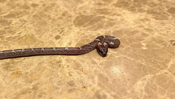 মিচেল জনসনের হোটেলের ঘরে সাপ! নাগিন-প্রেমী বাংলাদেশের দ্বারস্থ হওয়ার পরামর্শ দিয়ে মস্করা সোশ্যাল মিডিয়ায়