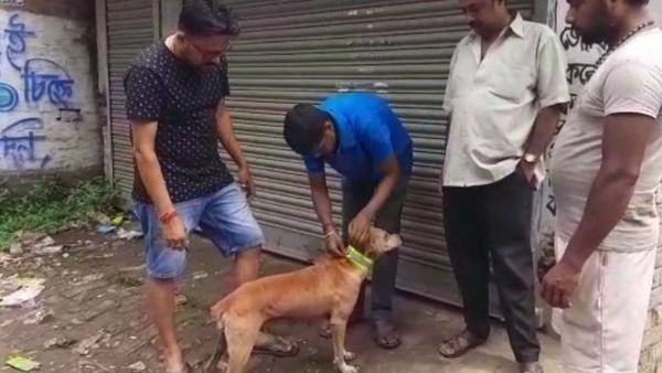 পথের কুকুরদের প্রাণ বাঁচাতে অভিনব উদ্যোগ, পরিয়ে দেওয়া হল বিশেষ বেল্ট