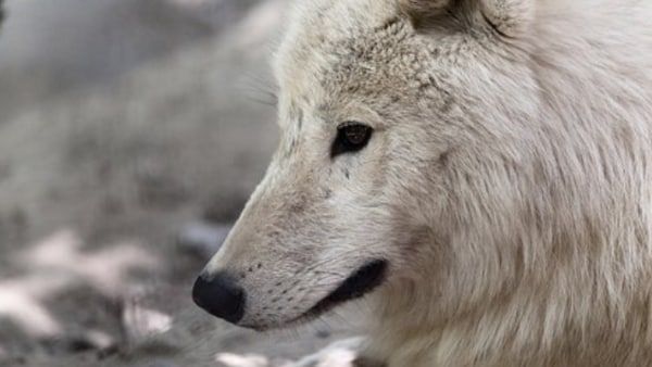 আলাপ হোক বিশ্বের প্রথম ক্লোন করে তৈরি নেকড়ে 'মায়া'র সঙ্গে! রইল বিস্তারিত