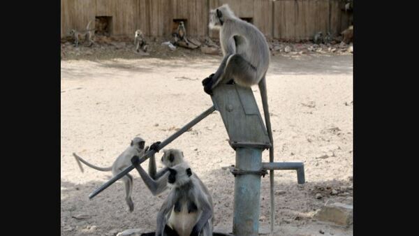 জল নয়, পাম্প করলে বেরোচ্ছে মদ! বিজেপি শাসিত রাজ্যে অভিযান পুলিশের