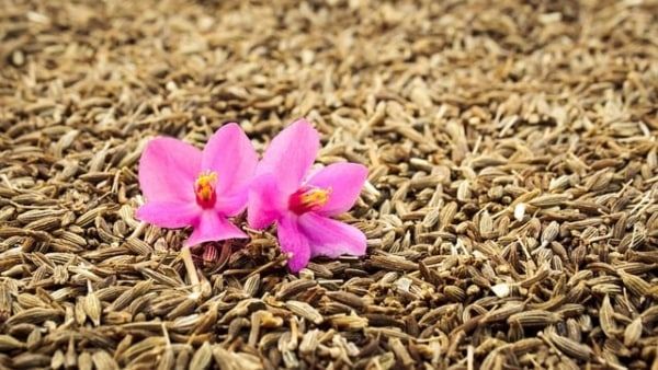 এক মুঠো জিরেই করবে কেল্লাফতে, বাস্তুদোষ থেকে অর্থনৈতিক সমস্যা মিটে যাবে