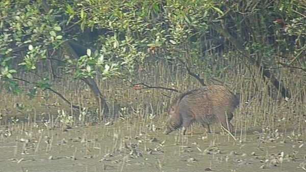 গ্রামে বন্য শূকরের তান্ডব, বিঘে বিঘে ধান নষ্ট