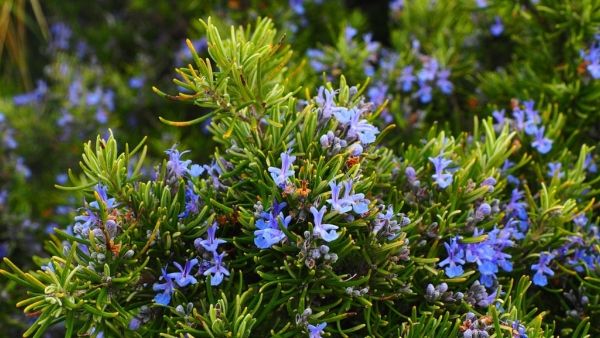 ভুল করেও এই গাছগুলি বাড়িতে লাগাবেন না, জীবনে আসে আর্থিক সঙ্কট