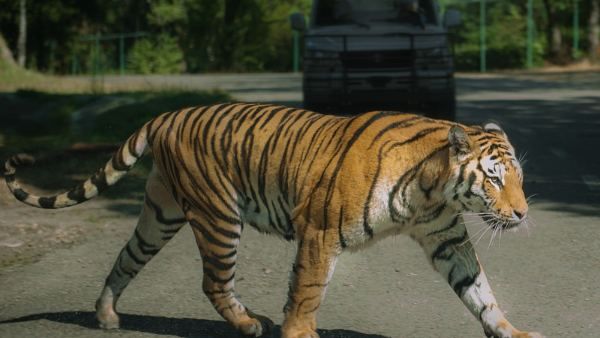 মহারাষ্ট্রে বাঘের মুখোমুখি বাইক আরোহী, কী হল শেষ পর্যন্ত