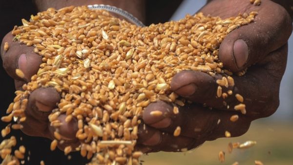 গম সহ ছটি ফসলের নূন্যতম সহায়ক মূল্য বৃদ্ধি, সিদ্ধান্ত কেন্দ্রীয় মন্ত্রিসভায়