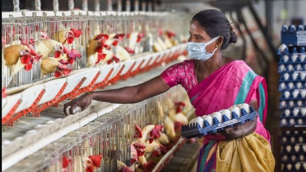 বিশ্বকাপের দান, ডিমের বাজারে ব্যাপক লাভের মুখ দেখছে ভারতের এই রাজ্য