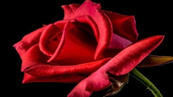 গোলাপ ফুলের সহজ এই টোটকায় আপনি ধনী হয়ে যেতে পারেন রাতারাতি