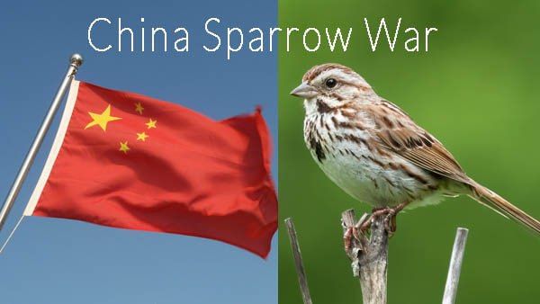 China Sparrow 1958: একটা সময় চড়ুই পাখির সঙ্গে 'যুদ্ধে' নেমেছিল কমিউনিস্ট চিন! কেন জানেন?