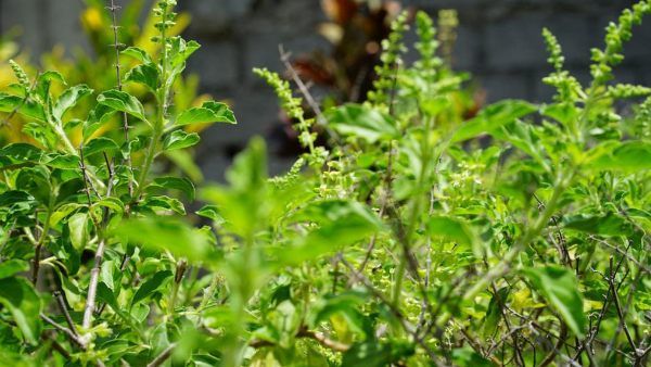 নতুন বছরে জীবনে সাফল্য আনতে মেনে চলুন তুলসী সংক্রান্ত এই টিপসগুলি