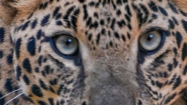 টাস্ক ফোর্সে থাকা বিশেষজ্ঞদের যোগ্যতা কম নাকি চিতার অসুখ! তথ্য চাইল সুপ্রিম কোর্ট