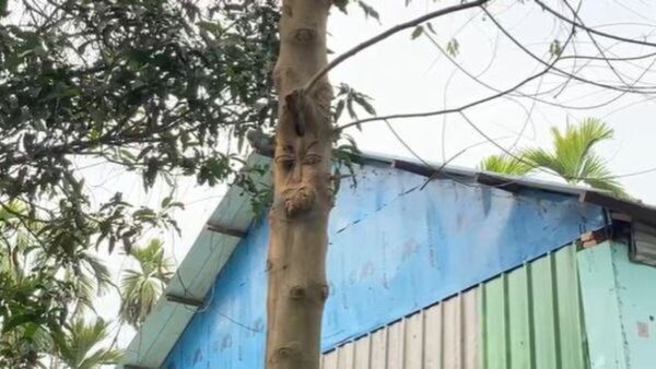 গাছের কাণ্ডে বাবা লোকনাথের মুখের অবয়ব, শুরু পুজোর প্রস্তুতি! মানুষকে বোঝাতে পথে নামল বিজ্ঞান মঞ্চ