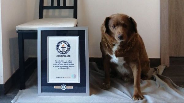 ববি ভেঙে দিল শতাব্দী প্রাচীন গিনেস ওয়ার্ল্ড রেকর্ড, জানুন সবথেকে বয়স্ক কুকুরকে