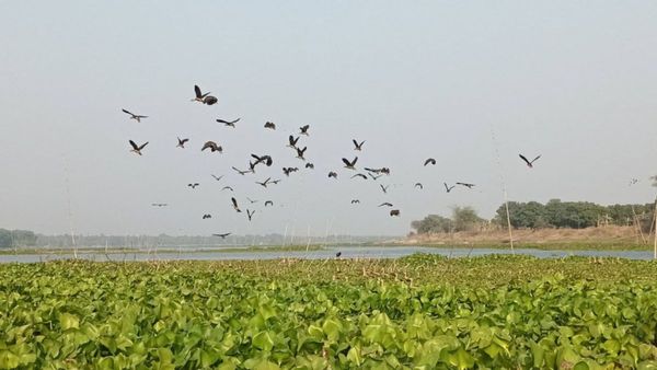 সপ্তাহের শেষে নিরিবিলিতে থাকতে মন চাইছে, চলে আসুন কলকাতার কাছেই চুপির চরে
