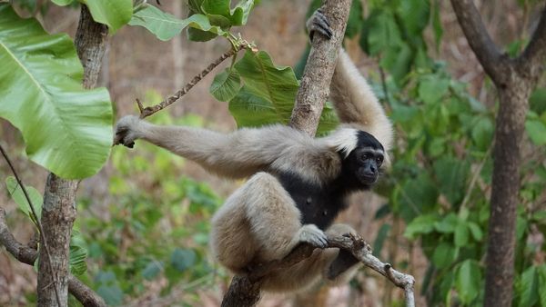 পুরুষ সঙ্গী ছাড়াও কীভাবে গর্ভধারণ মোমো'র! গবেষণায় উঠে এল চাঞ্চল্যকর তথ্য