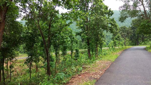 বসন্তের রং এখানে সত্যিই লাল, হোলির ছুটিতে মন ভরিয়ে দেবে কোঁকরাঝাড় 
