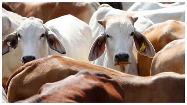 গোবর ছাড়া মেলেনি কিছুই! গো-হত্যায় অভিযুক্তকে জামিন দিল হাইকোর্ট