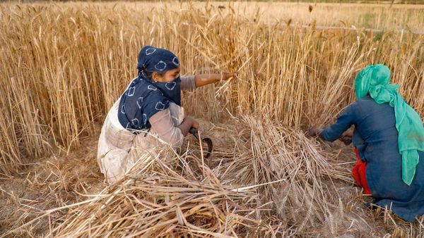 তাপপ্রবাহে এবার ধাক্কা খাবে ফলন, মুদ্রাস্ফীতি দ্বিগুণ হওয়ার আশঙ্কা