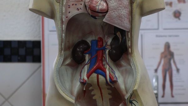 শরীরের কোন কোন লক্ষণ দেখে বুঝবেন আপনি কিডনির রোগে আক্রান্ত, জানুন প্রতিকার