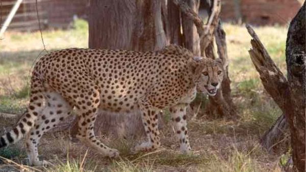 Kuno Sasha Died: শেষ রক্ষা হল না! নামিবিয়া থেকে আনা ‘সাশা'র মৃত্যু কুনোর জঙ্গলে