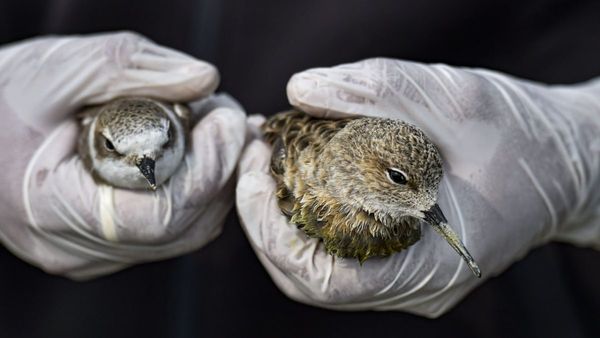 ছুঁলেই সঙ্গে সঙ্গে অবধারিত মৃত্যু! দুই বিষাক্ত পাখির প্রজাতির খোঁজ পেলেন বিজ্ঞানীরা