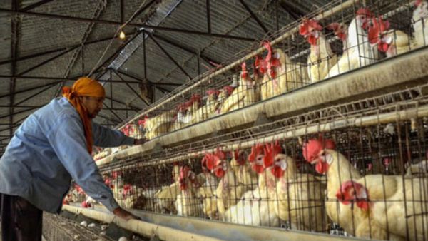 বার্ড ফ্লু'তে আক্রান্ত হয়ে বিশ্বে প্রথম মৃত্যু চিনেই! WHO-এর খবরে আতঙ্ক বিশ্বজুড়ে