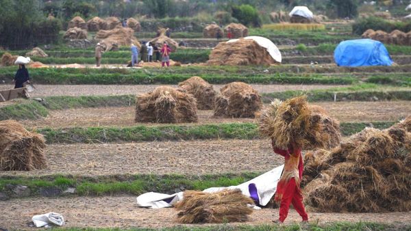 WMO Report: কমছে শস্য উৎপাদন, বাড়ছে বন্যা-তাপপ্রবাহ, ভয়ঙ্কর দিকে এগোচ্ছে বিশ্ব