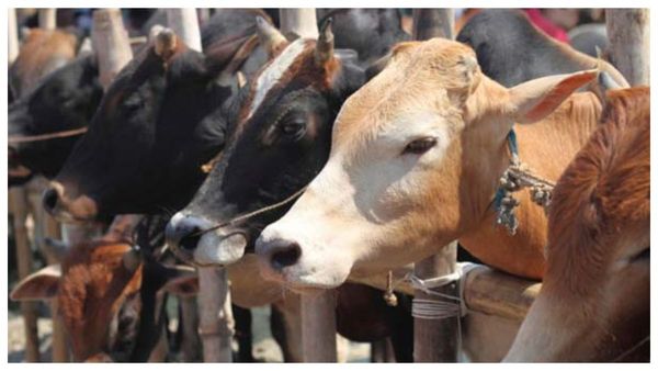 নির্বাচনের সামনে কর্নাটকে ফের গোরক্ষকদের 'তৎপরতা'! খুন গরু ব্যবসায়ীর কর্মী