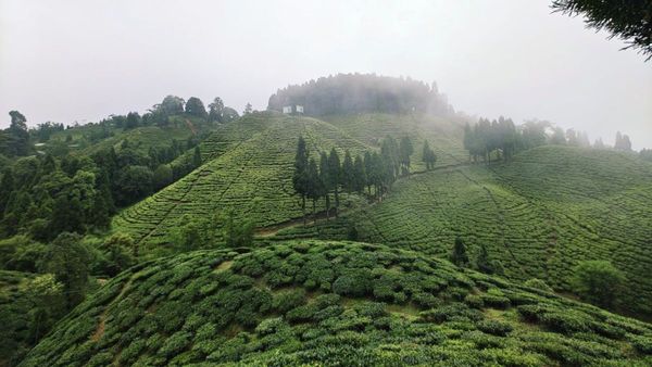 সবুজ ল্যান্ডস্কেপ তার মাঝে মেঘ-পাহাড়ের লুকোচুরি, বেড়িয়ে আসুন উত্তরবঙ্গের উটি থেকে