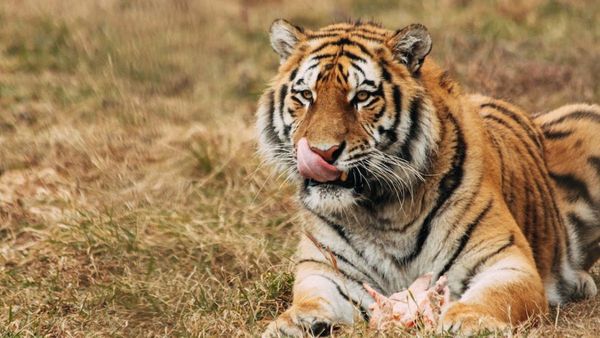 জঙ্গলরাজ! 'শিকারী যখন নিজেই শিকার', বাঘ খাচ্ছে চিতাবাঘের মাংস, ভাইরাল ছবি