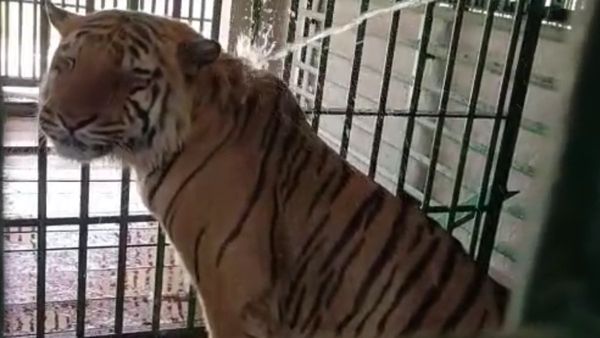 ORS-দিনে ২ বার স্নান, দহন থেকে ওদের বাঁচাতে মরিয়া চেষ্টা বনকর্মীদের