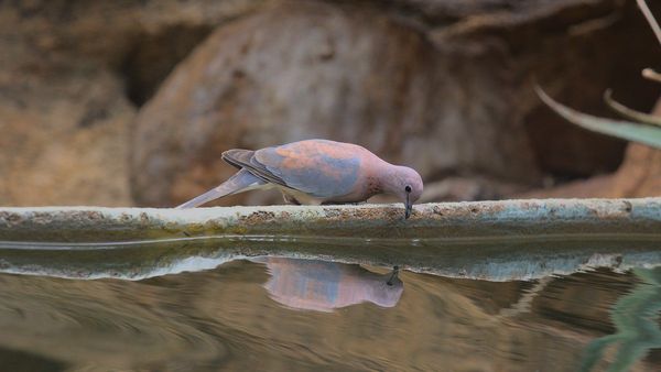 আগামী পাঁচবছর সর্বকালের উষ্ণতম সময় হতে চলেছে! গ্রিন হাউস গ্যাস ও এল নিনো নিয়ে সতর্কবার্তা রাষ্ট্রসংঘের